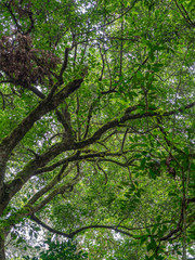 Kalinzu Forest natural habitat, Uganda