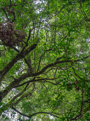 Kalinzu Forest natural habitat, Uganda