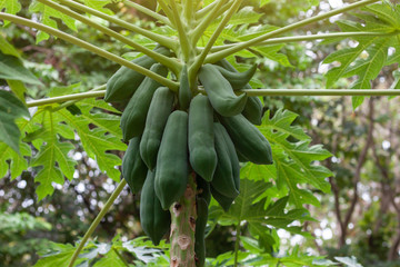 Papaya fruit on tree with sunlight in the garden.