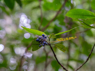 Kalinzu Forest natural habitat, Uganda