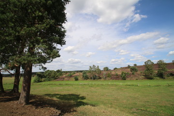 Bl&uuml;hende Heidelandschaft unter tollen Wolken