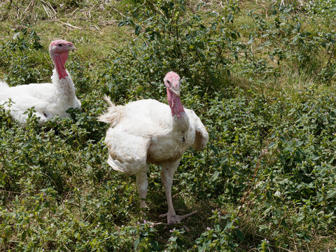 Dinde et dindon blanc (Meleagris)