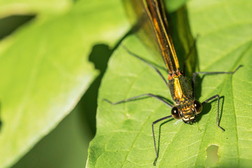 Libelulle et Agrion.