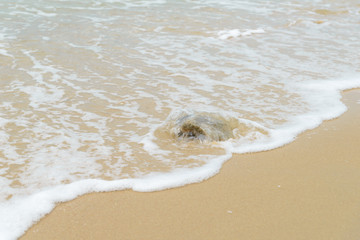 Soft wave at the sea on the sandy beach. Background