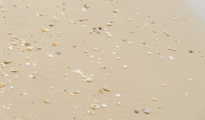 empty sea shells on the beach