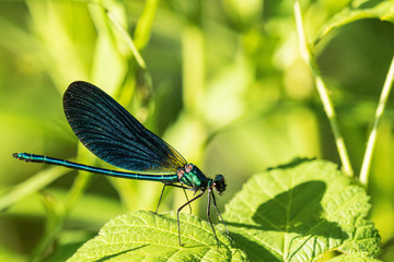 Libelulle et Agrion.