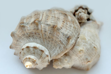 Seashells on a blue background close-up