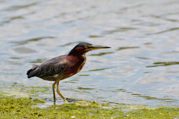 Fishing bird