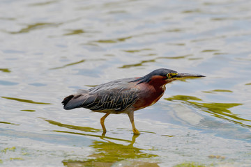 Fishing bird