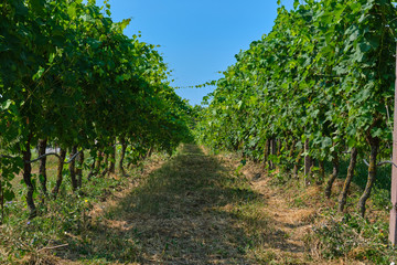 Fototapeta na wymiar Grapes in vineyard raw ready for harvest.