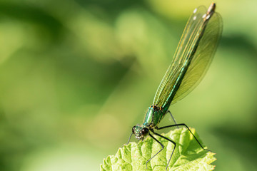 Libelulle et Agrion.