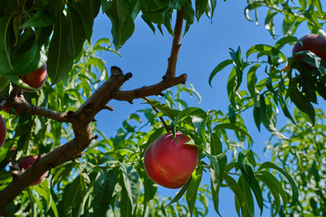 Harvesting peaches, peach on a peach tree background.