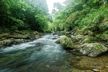 Scenic view of a cool refreshing stream cascading in a mysterious ravine of lush forest with sunlight shining through lavish greenery in summer ~ Beautiful river scenery of Taiwan