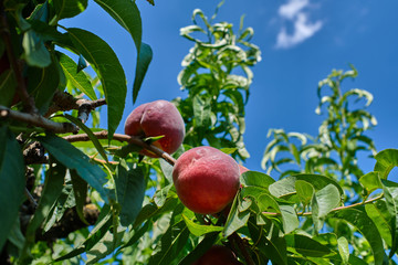 Harvesting peaches, peach on a peach tree background.