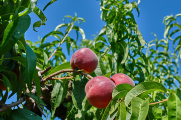 Harvesting peaches, peach on a peach tree background.