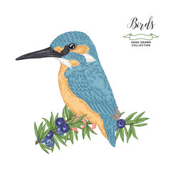 Colorful bird sitting on a juniper branch. Hand drawn kingfisher bird. Vector illustration. Vintage engraving style.