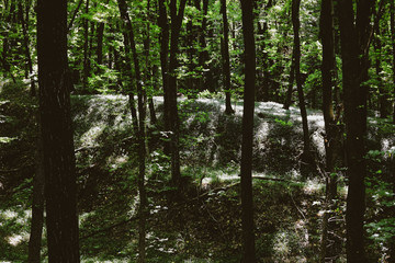 tree crowns in a dark forest