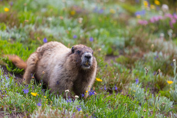 Marmot