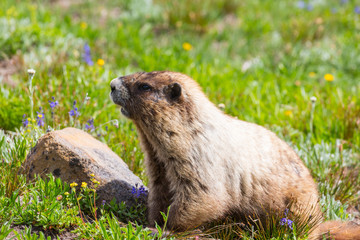Marmot