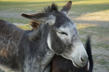 Donkeys and turkeys in a farm 