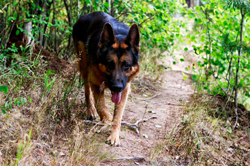 Dog German Shepherd in a forest in a summer