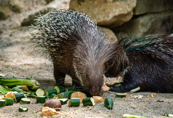 Indian crested Porcupine, Hystrix indica in a german zoo