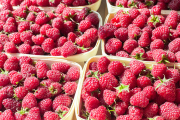 A lot of fresh raspberries in containers. Useful food