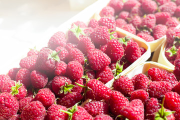 A lot of fresh raspberries in containers. Useful food