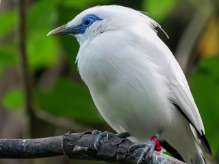 close up of a balinese starling in bali