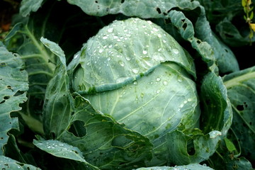 Fresh green cabbage vegetable growing in ecological farms  