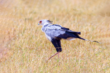 Kenyan National Park. The eagle Lophaetus occitalis the bir