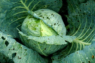 Fototapeta premium Fresh green cabbage vegetable growing in ecological farms 