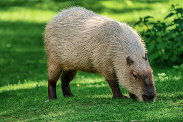 Capybara, Hydrochoerus hydrochaeris grazing on fresh green grass