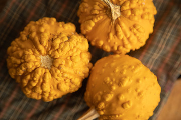 Diverse assortment of pumpkins on a wooden background. Autumn harvest...