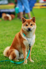 The dog breed Shiba inu