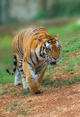 Fototapeta na wymiar Great tiger male in the nature habitat