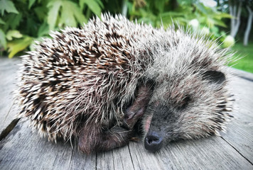little hedgehog cringing from the cold sleeping on the table © OlegDoroshin