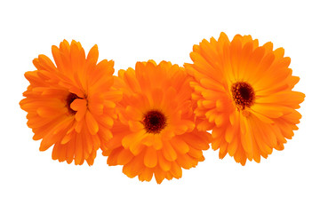 Calendula. Three isolated orange flowers on a white background
