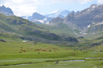 Fototapeta na wymiar pâturage montagne vaches fromage