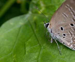 Polyommatus is a diverse genus of butterflies in the family Lycaenidae. Its species are found in the Palearctic realm.