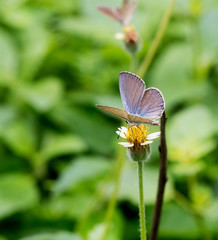 Polyommatus is a diverse genus of butterflies in the family Lycaenidae. Its species are found in the Palearctic realm.