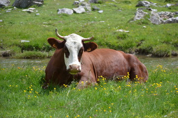 Fototapeta premium Vache dans son alpage avec cloche sonnaille clarine toupin