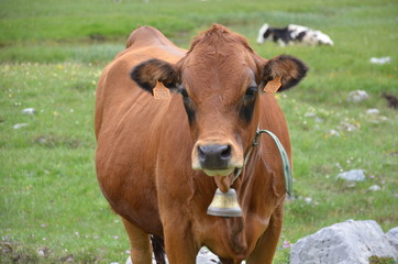 Vache dans son alpage avec cloche sonnaille clarine toupin