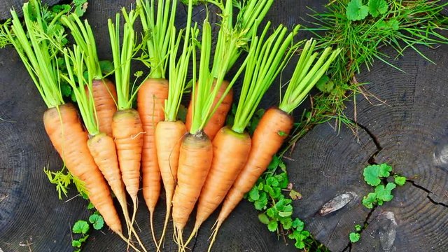 Fresh organic carrot video - eco and farm vegetables, flat lay, top view video for farming.