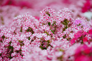 宿根フロックス