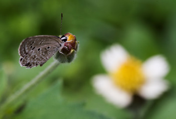 Polyommatus is a diverse genus of butterflies in the family Lycaenidae. Its species are found in the Palearctic realm.