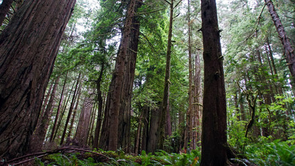 Jedediah Smith Redwoods State Park