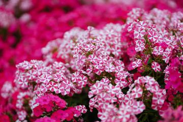 宿根フロックス