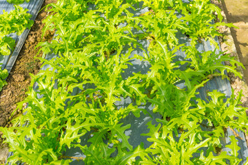 Fresh hydroponics Green Bow vegetable farm, Salads vegetable hydroponics farm.