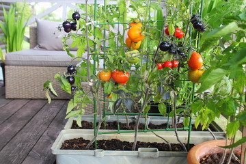 Container vegetables gardening. Vegetable garden on a terrace. Red, orange, yellow, black tomatoes...